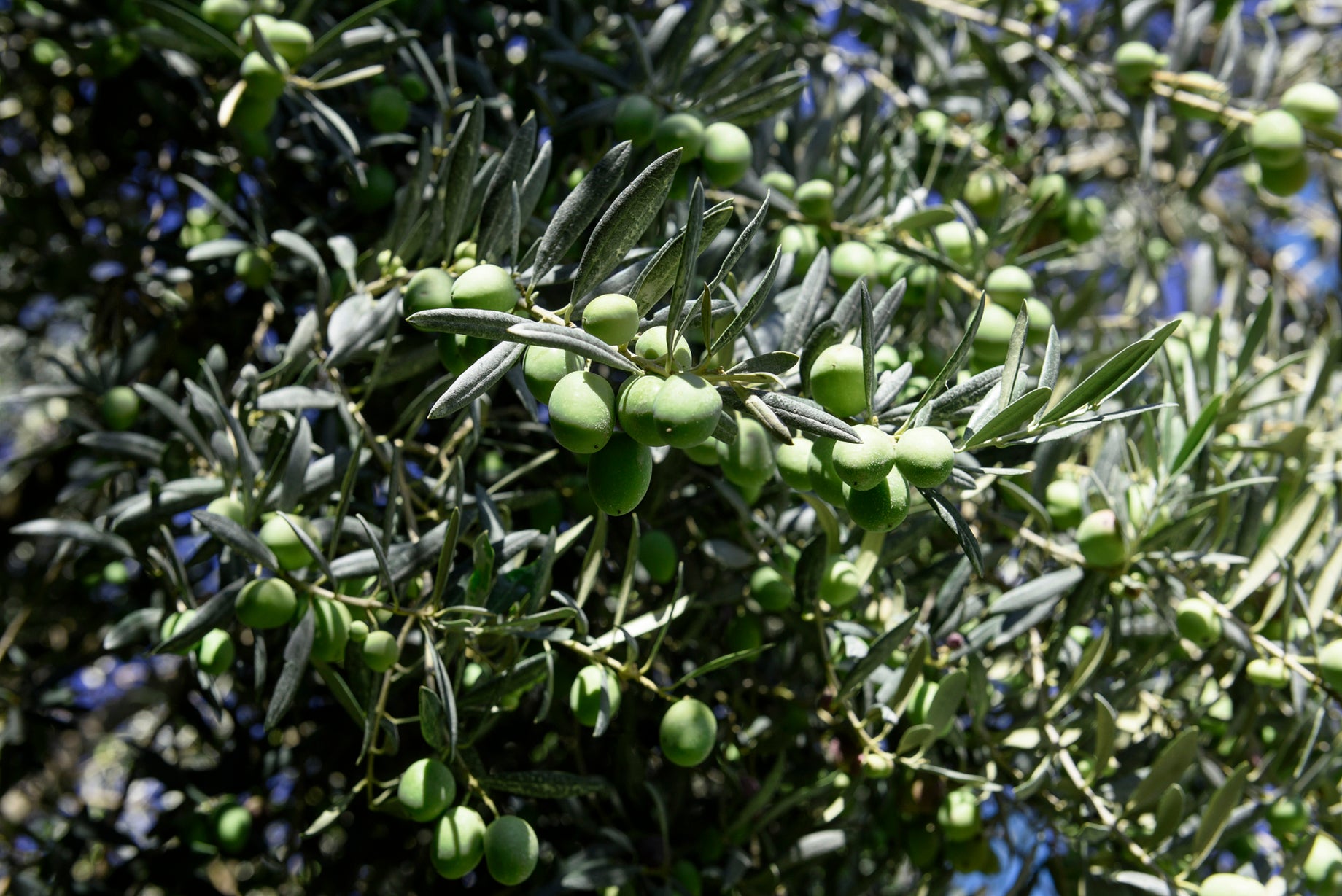 Come l'olio d'oliva può aiutare a ridurre il colesterolo