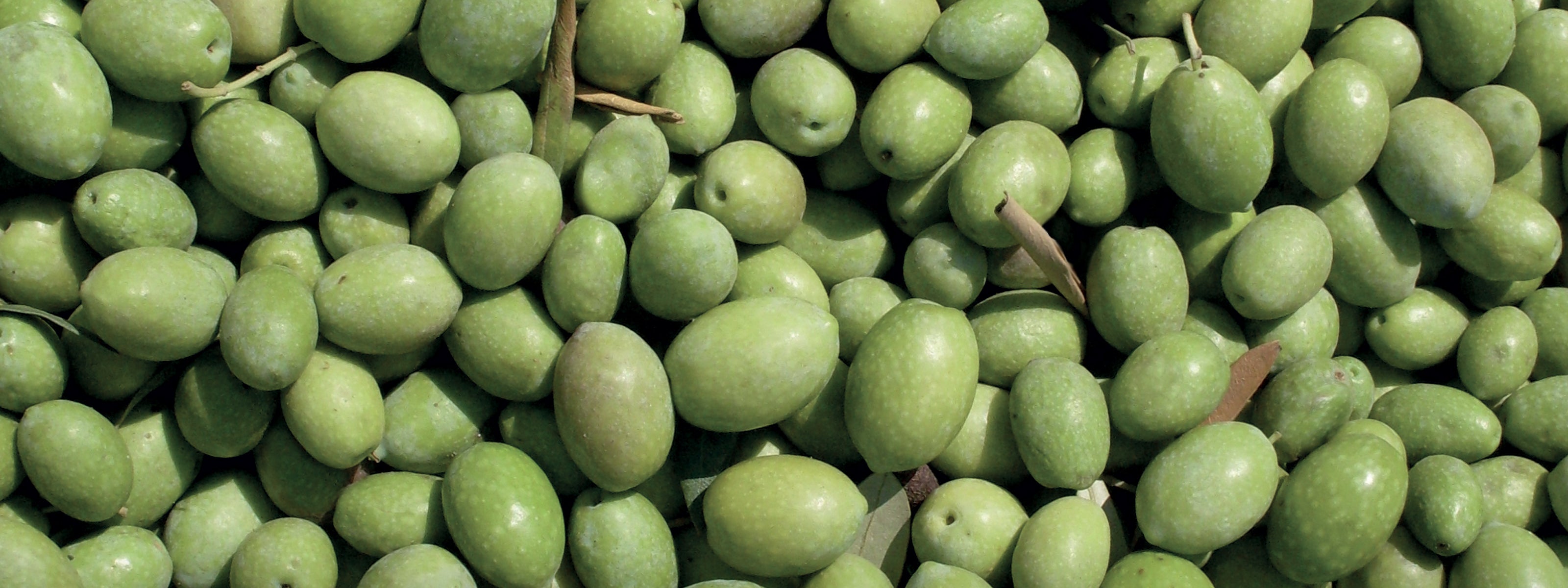 Olio extravergine di oliva in latta - confezione da 3 5 litri