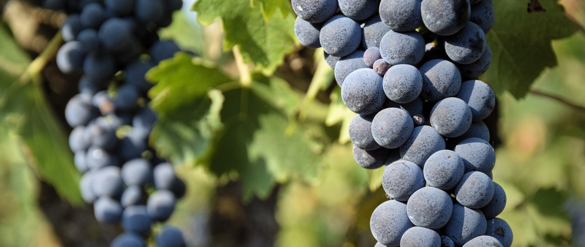 Vino Akrille ®