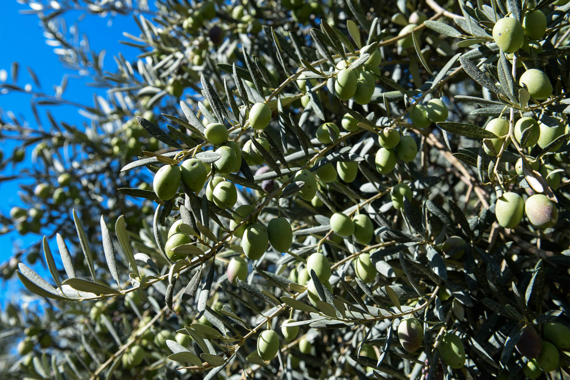 Olio d'oliva da Olive Siciliane