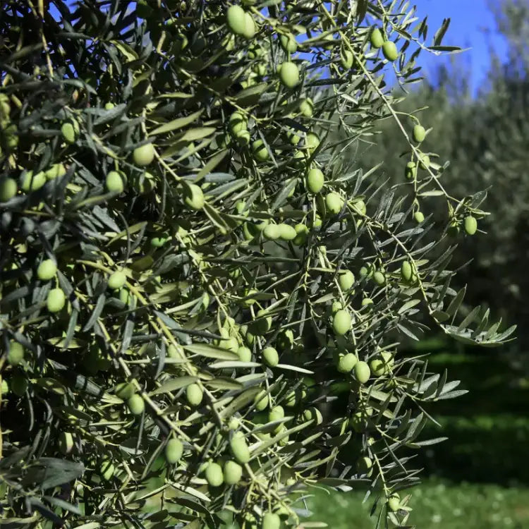 olive verdi di prima raccolta