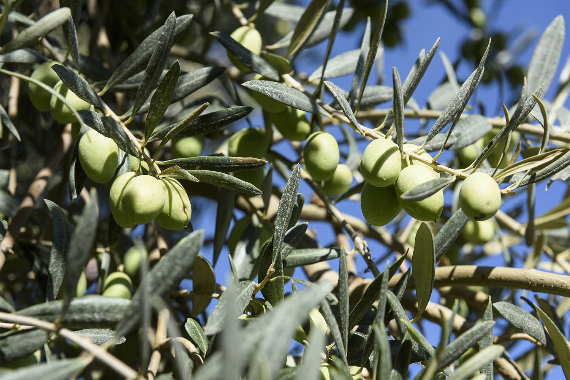 Olio d'Oliva da Olive Siciliane di prima qualità