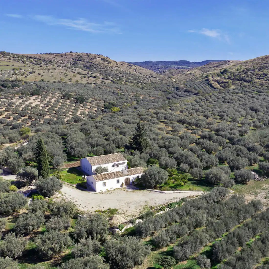 Olio Puglia: Perché Scegliere l'Olio Siciliano di Frantoi Cutrera?