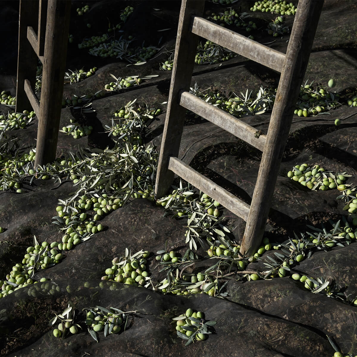 Il Miglior Olio Extravergine di Oliva Siciliano: Quale Scegliere e Perché