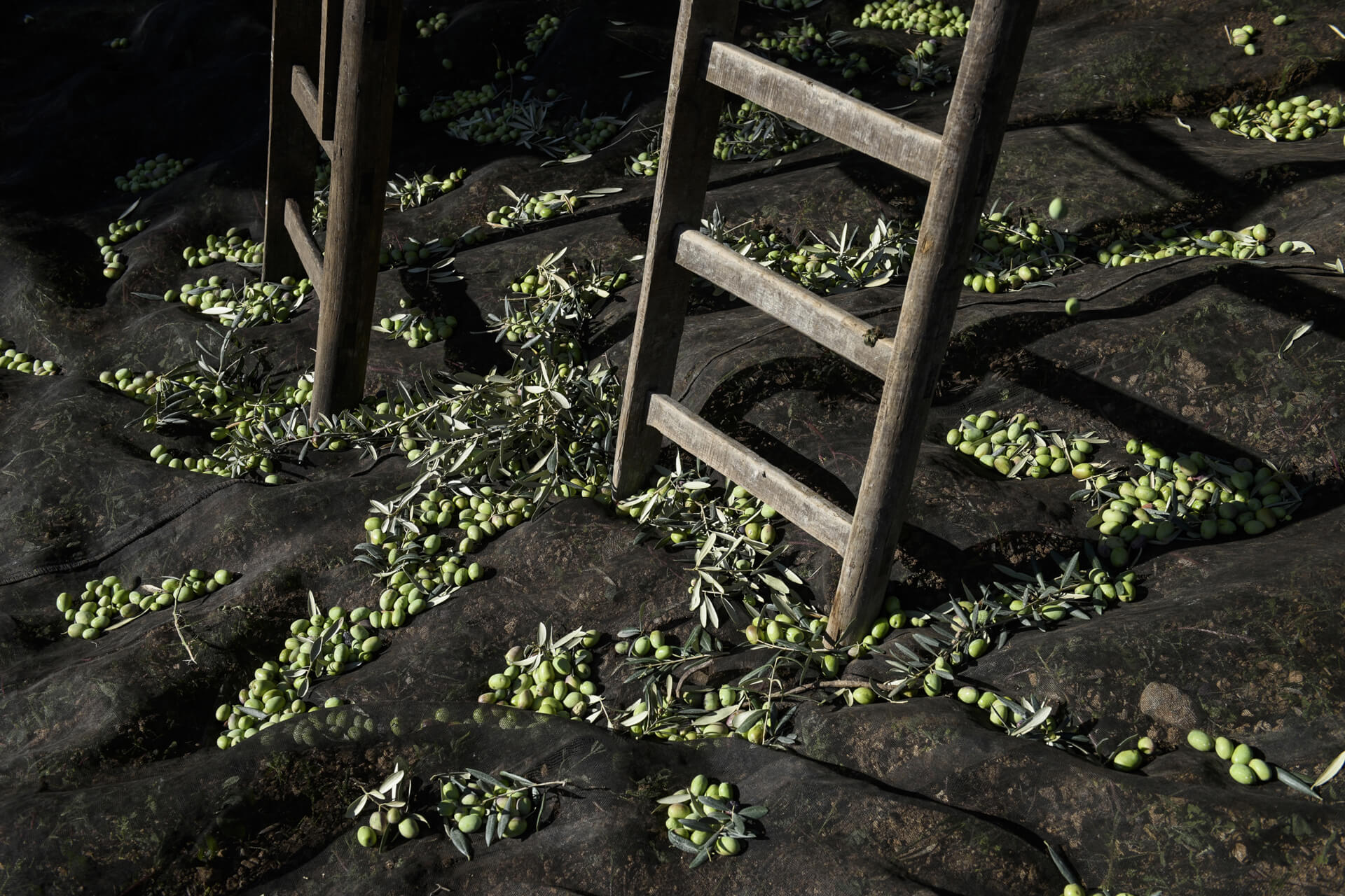 Olio di Oliva e Diabete: Effetti sulla Glicemia e Come Usarlo nella Dieta