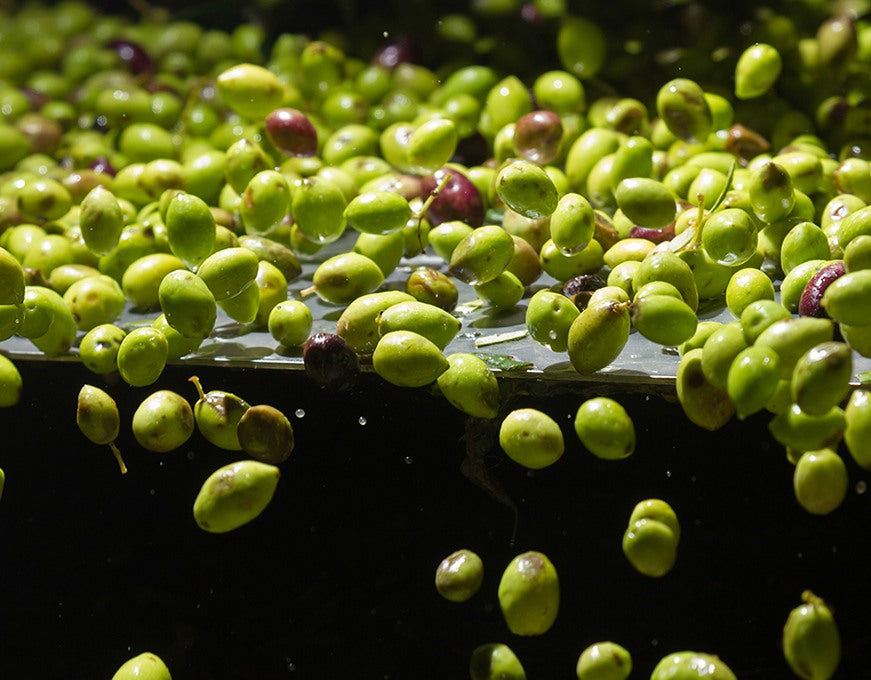 Olio EVO: Tutti i Benefici e le Proprietà per Cuore, Colesterolo e Benessere Quotidiano