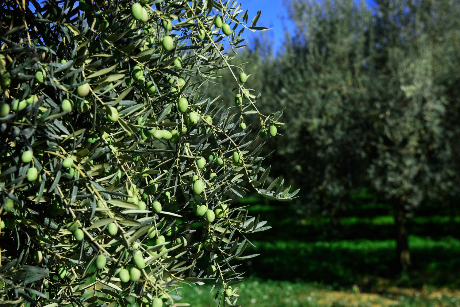 Olio-di-Oliva-per-Capelli-utilizzi-e-benefici FRANTOI CUTRERA