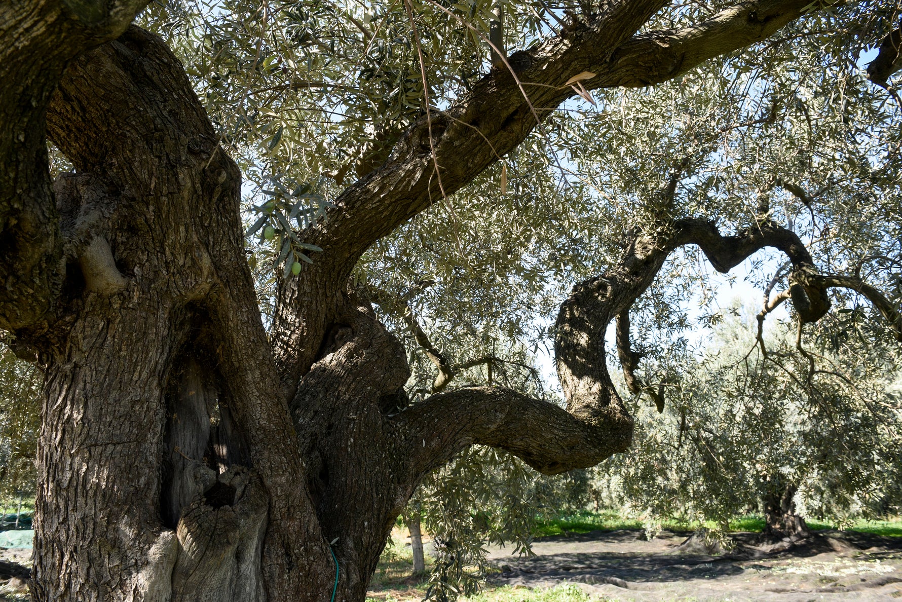Olio-Extravergine-di-Oliva-Siciliano-la-qualità-Frantoi-Cutrera FRANTOI CUTRERA