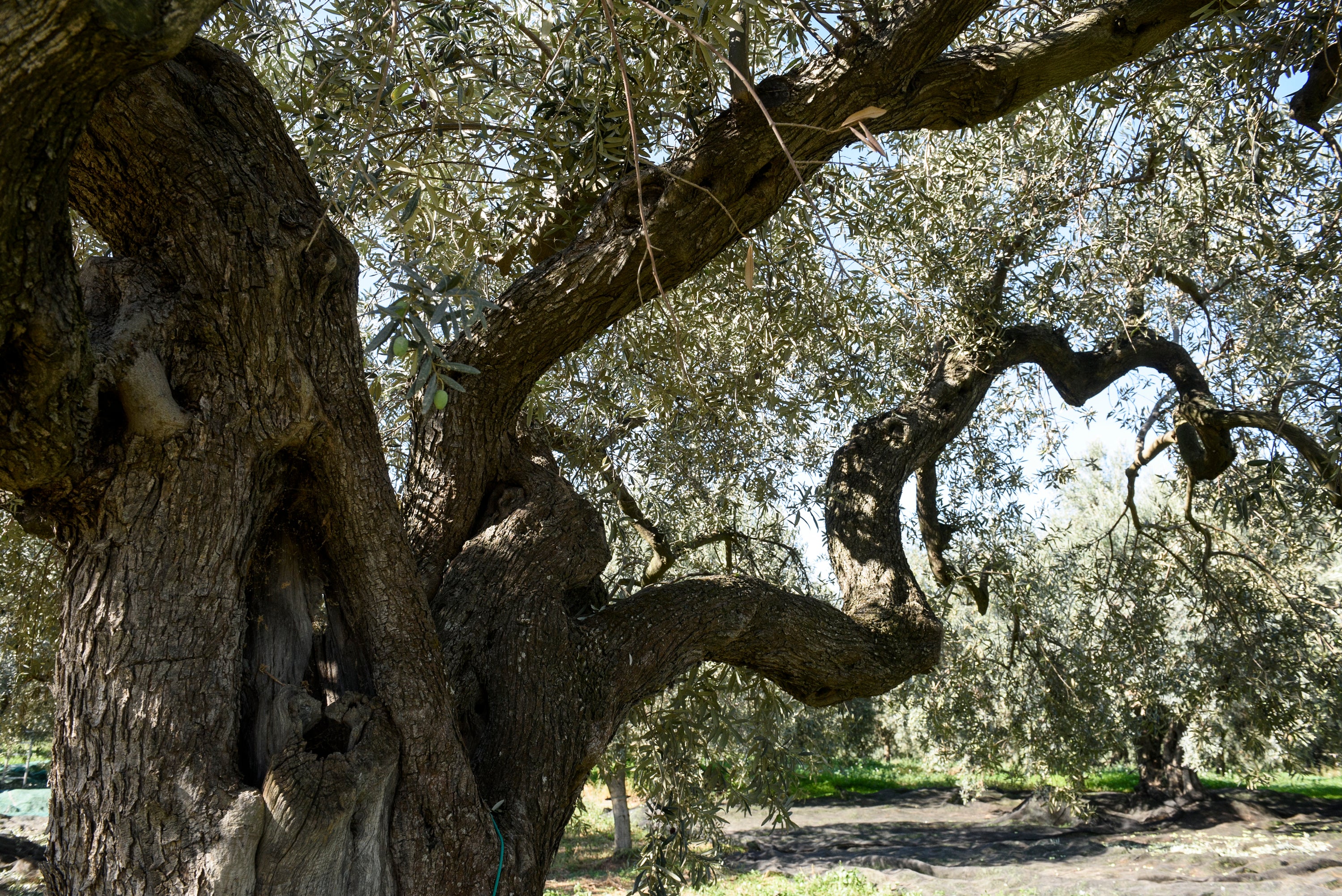 Olio-Extravergine-di-Oliva-Siciliano-la-qualità-Frantoi-Cutrera FRANTOI CUTRERA