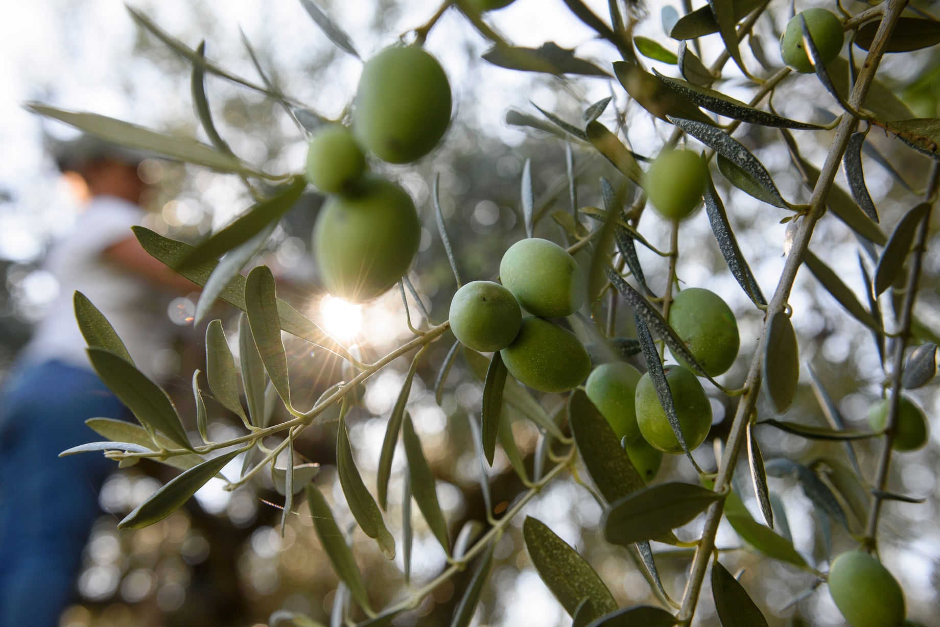 Tonda Iblea: l'eccellenza dell'olio d'oliva Siciliano