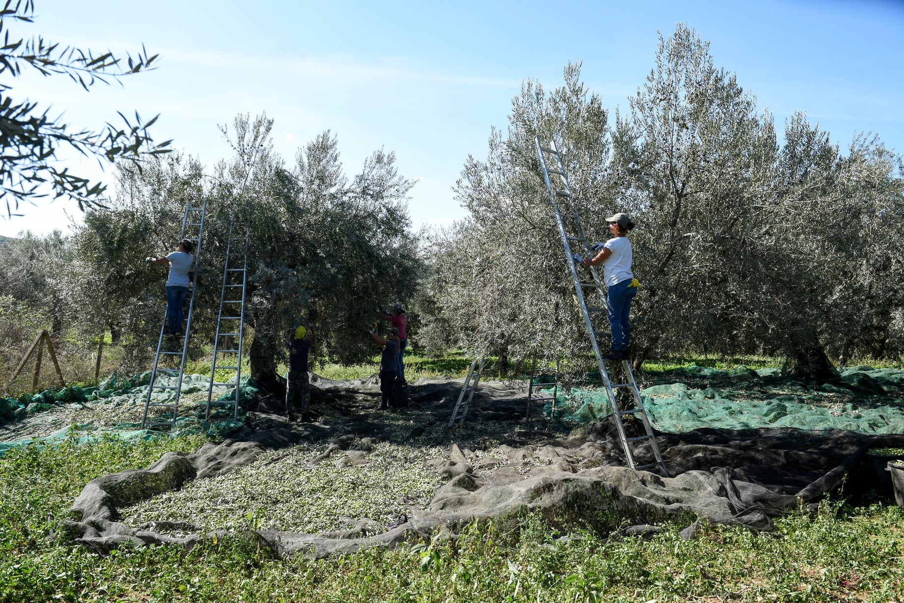 Olio di Oliva Biancolilla: l'autentica essenza della Sicilia