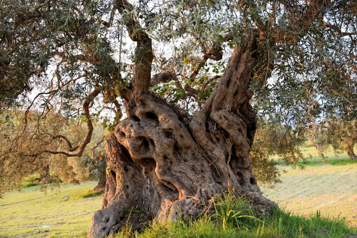 Olivastro-selvatico-i-segreti-del-suo-olio-di-oliva-di-alta-qualità FRANTOI CUTRERA