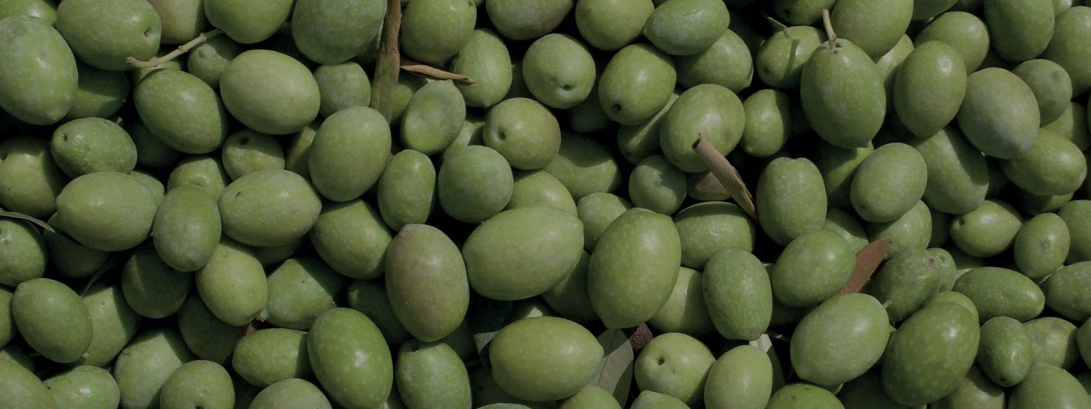 Gli Oli Extravergine di Oliva Pluripremiati