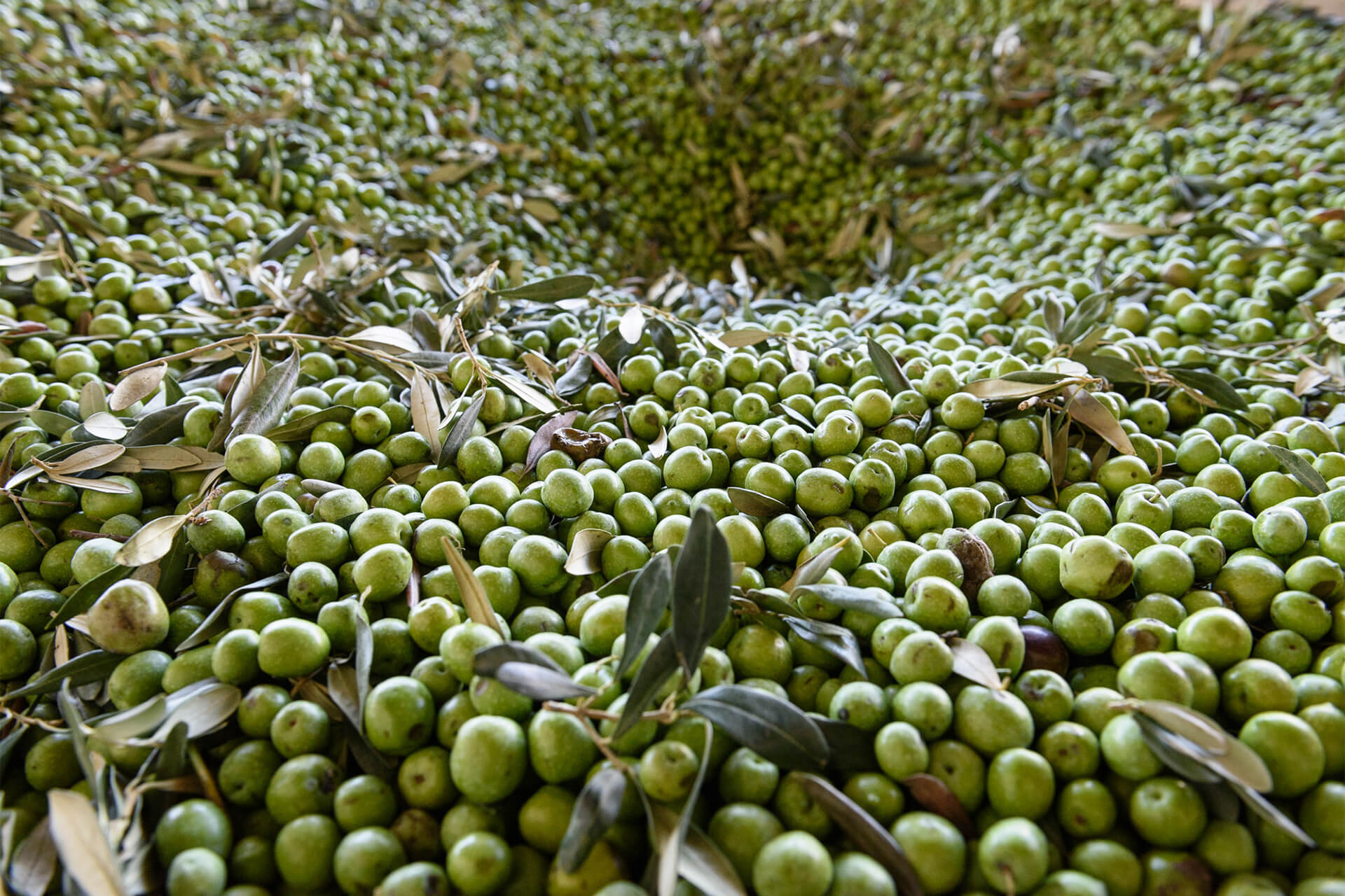 Olive verdissime per la produzione di Olio Extravergine