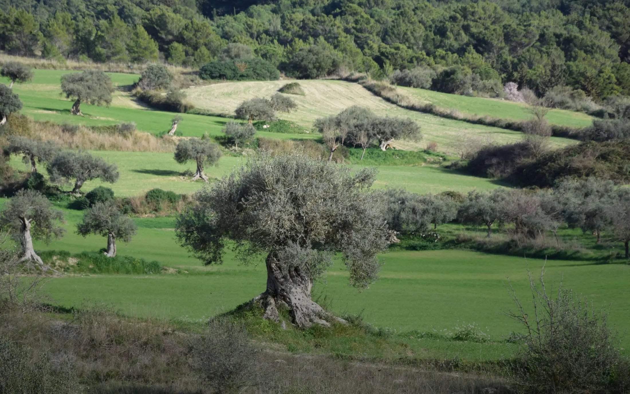 Uliveto Frantoi Cutrera - Sicilia